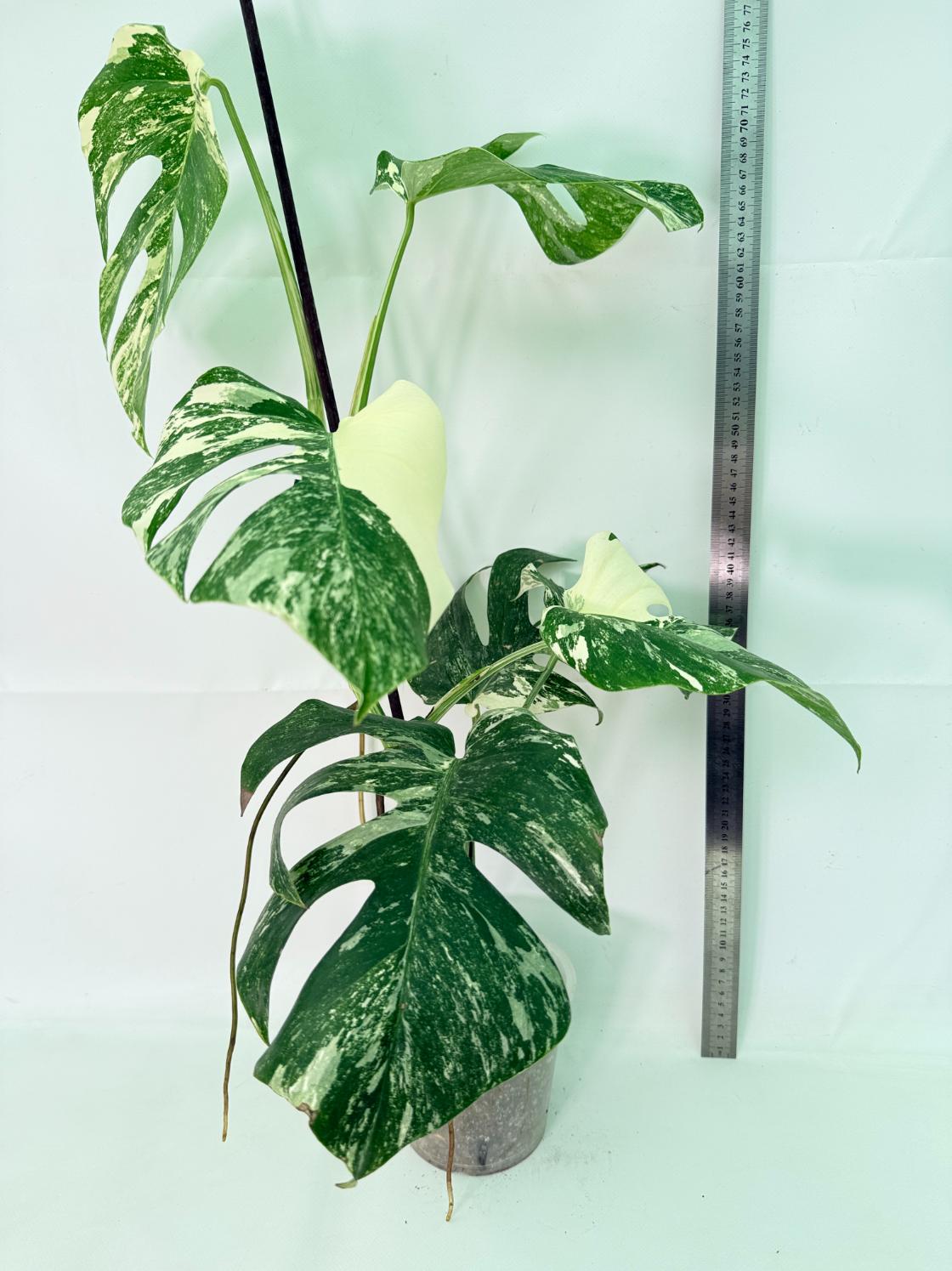 Monstera Albo Variegata XL 02