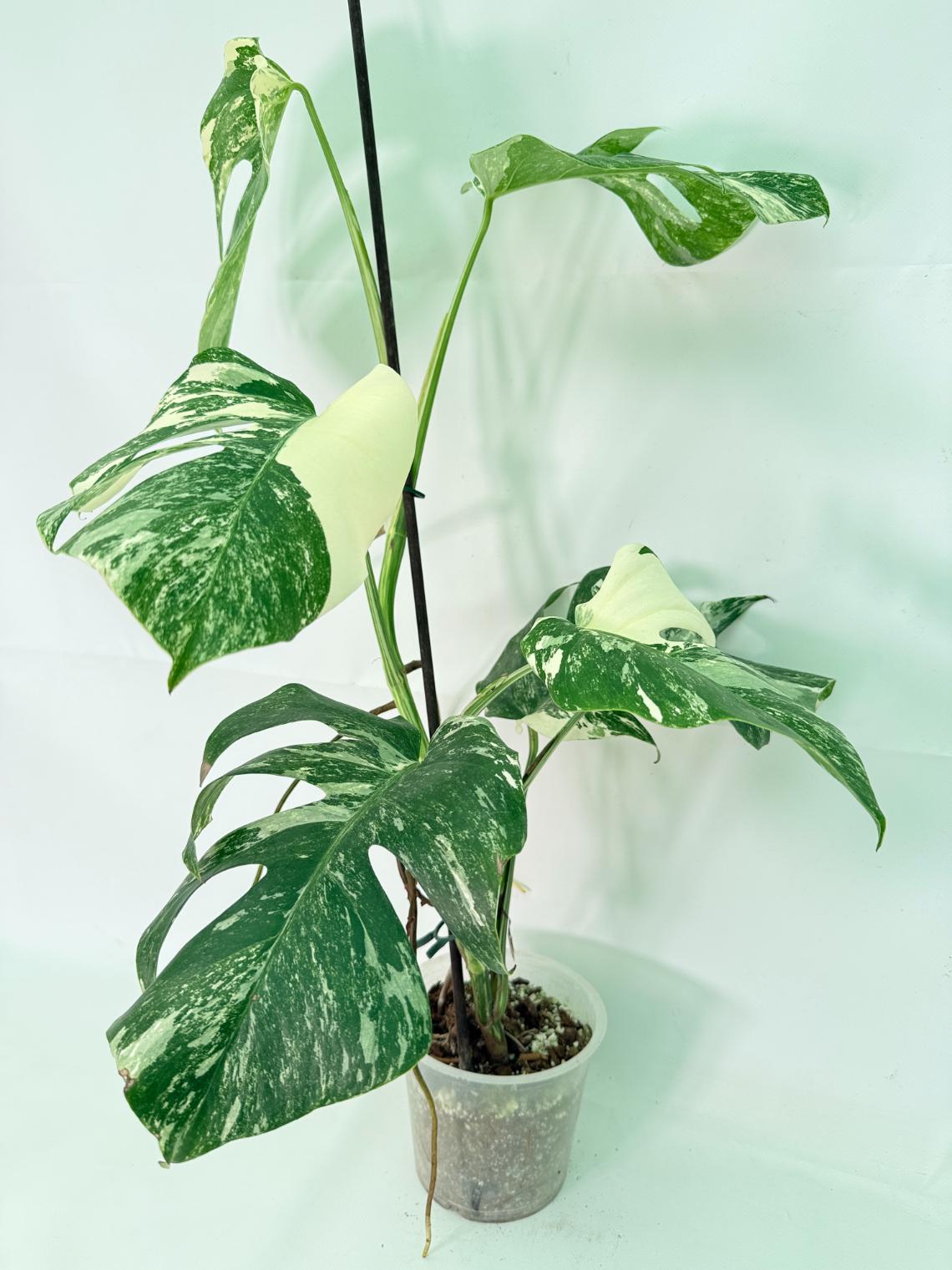 Monstera Albo Variegata XL 01