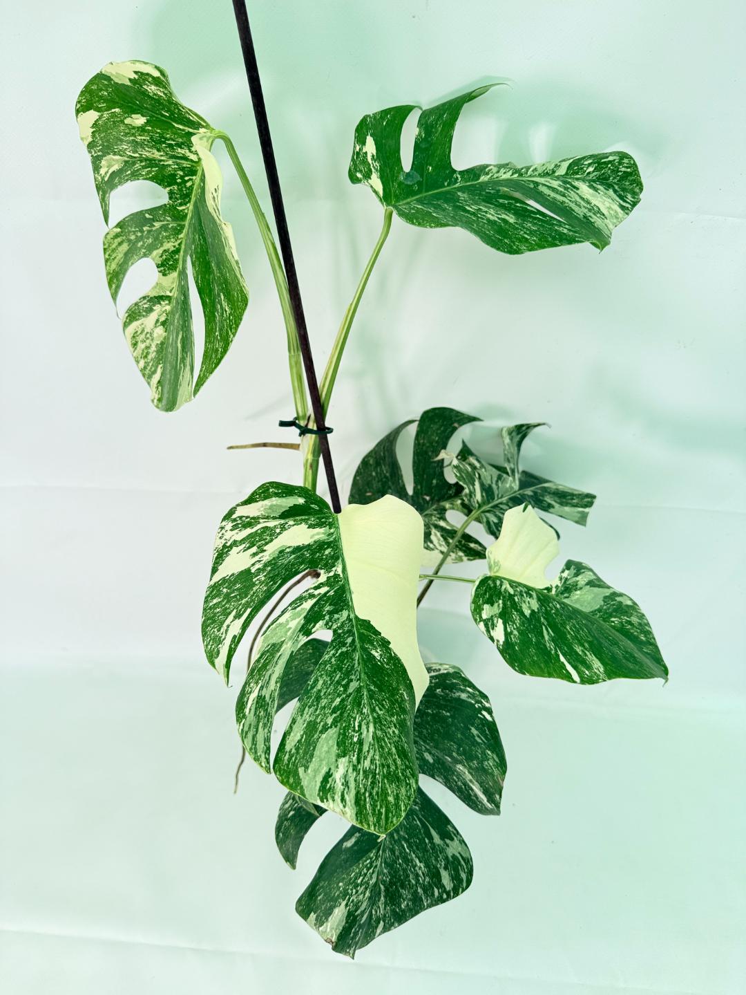 Monstera Albo Variegata XL 03