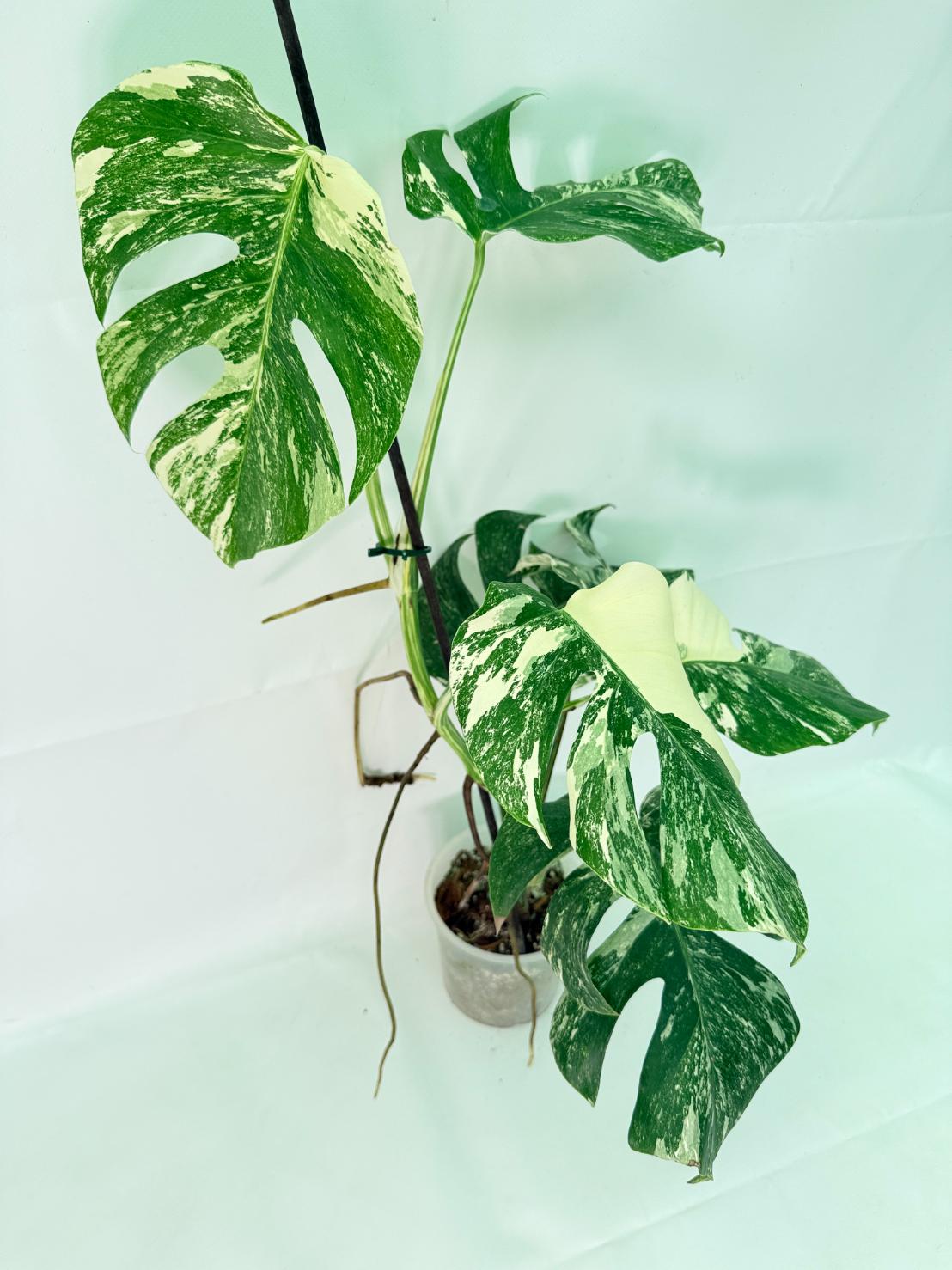 Monstera Albo Variegata XL 04