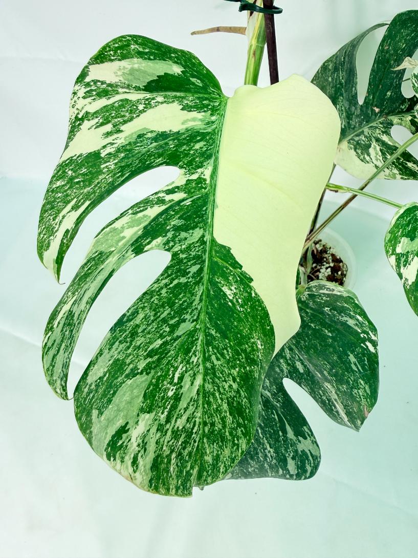 Monstera Albo Variegata XL 05