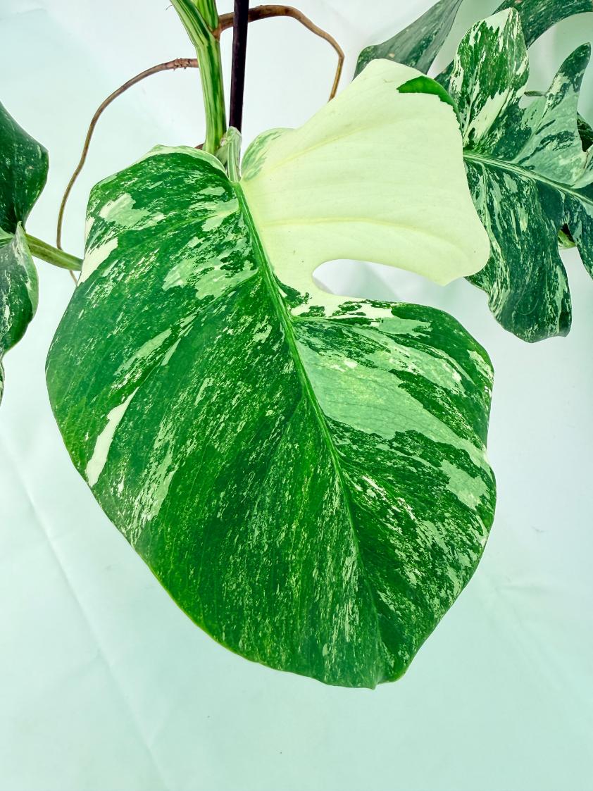 Monstera Albo Variegata XL 06