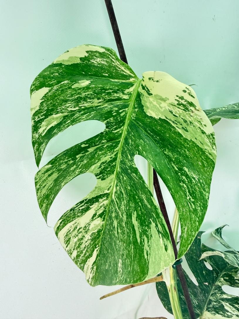 Monstera Albo Variegata XL 07