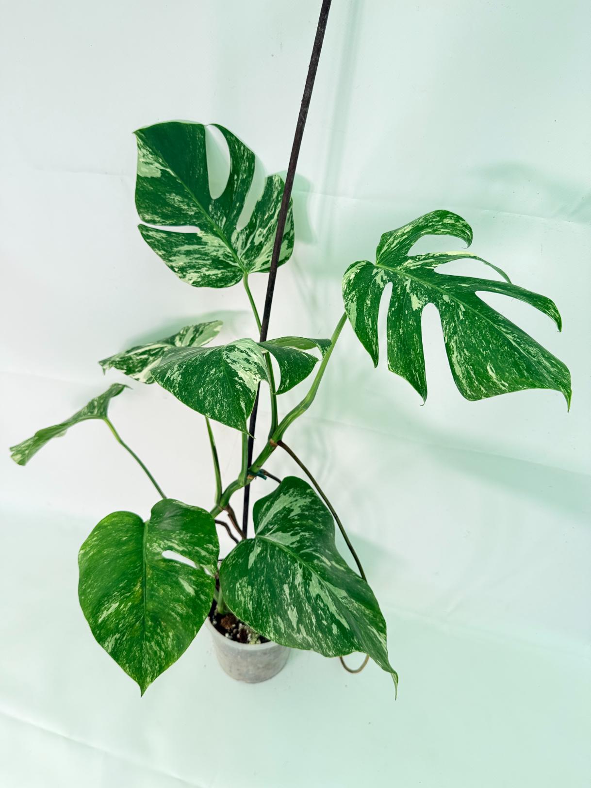 Monstera Albo Variegata XL 02