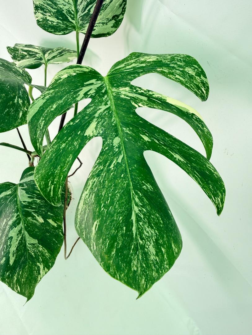 Monstera Albo Variegata XL 03