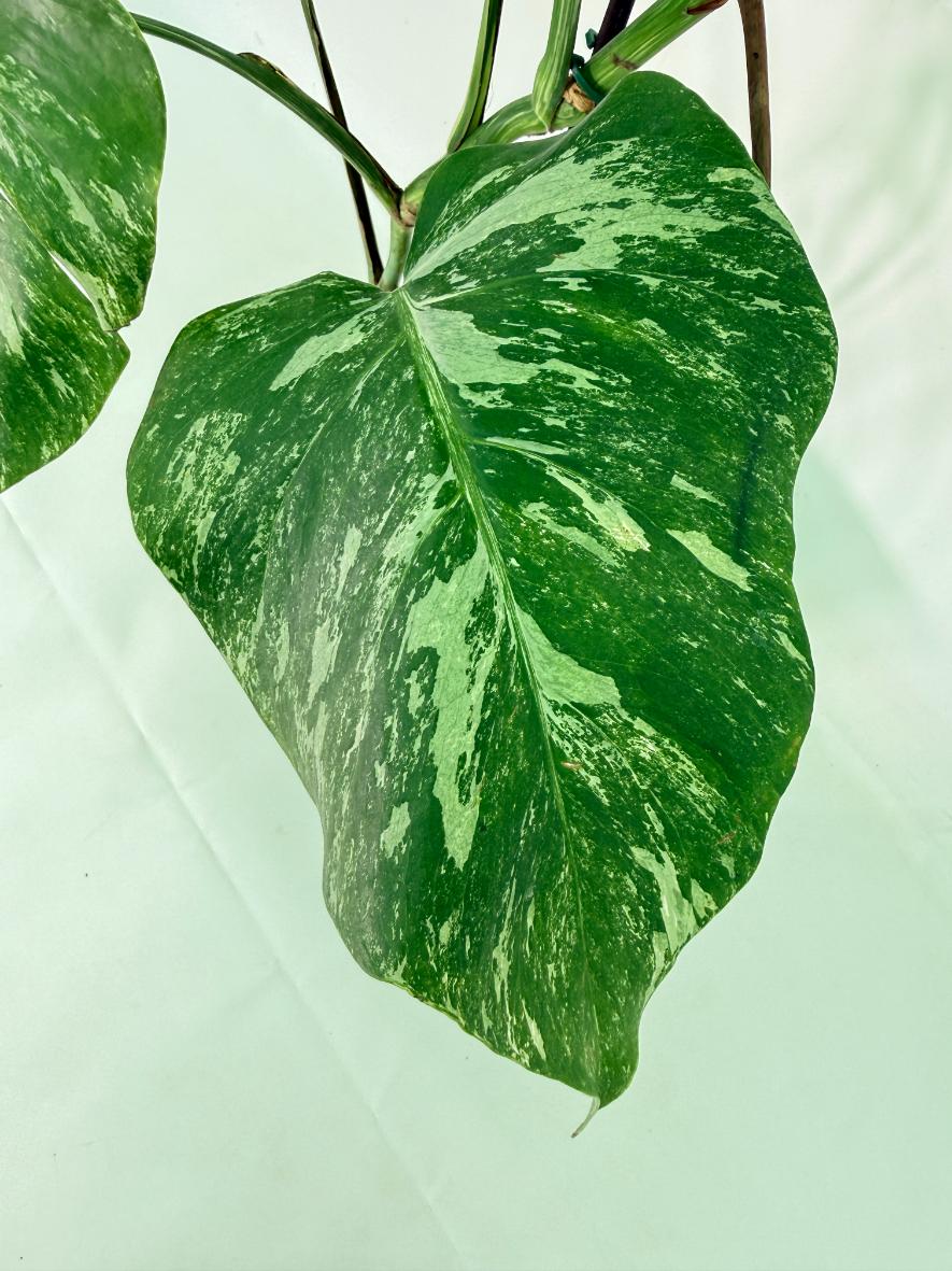 Monstera Albo Variegata XL 04