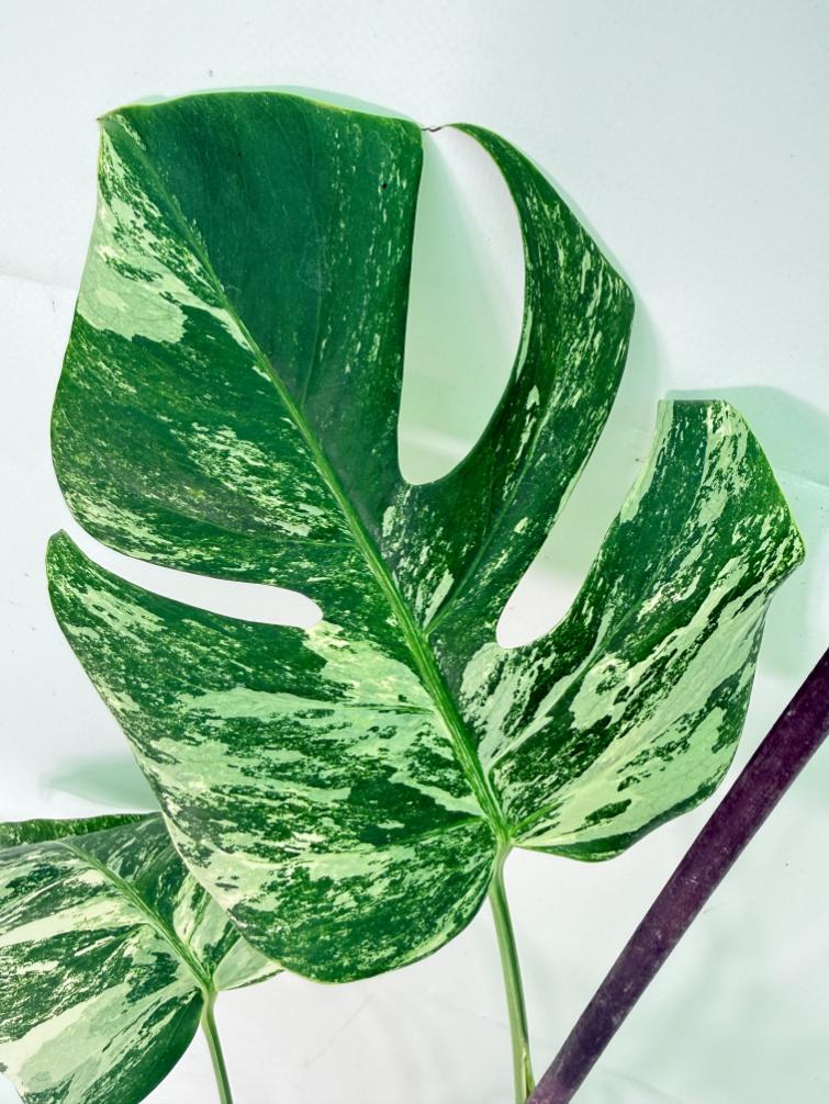 Monstera Albo Variegata XL 05
