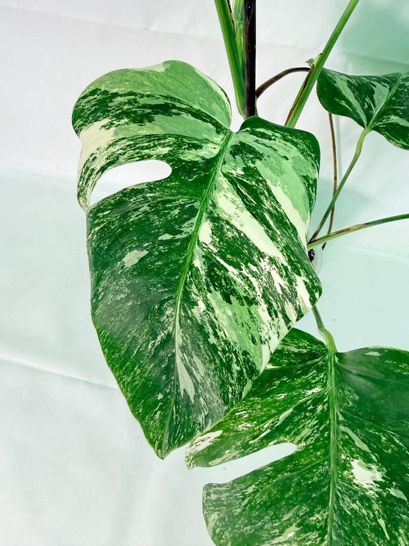 Monstera Albo Variegata XL 06