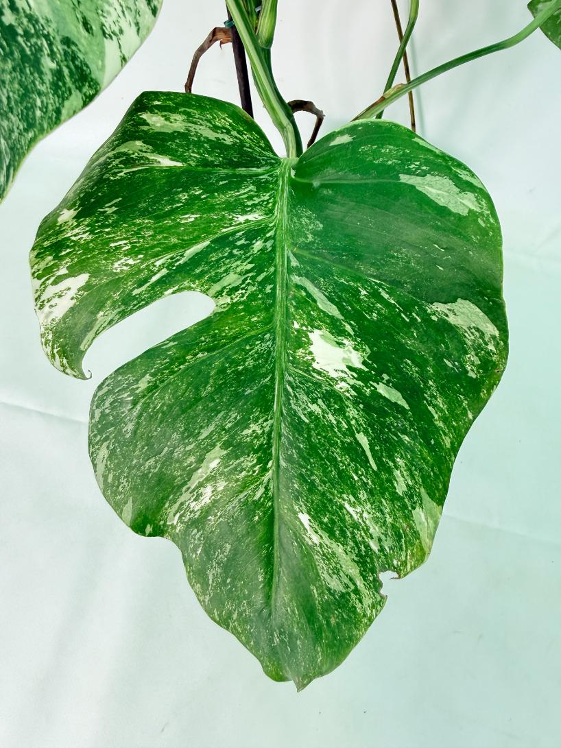 Monstera Albo Variegata XL 07