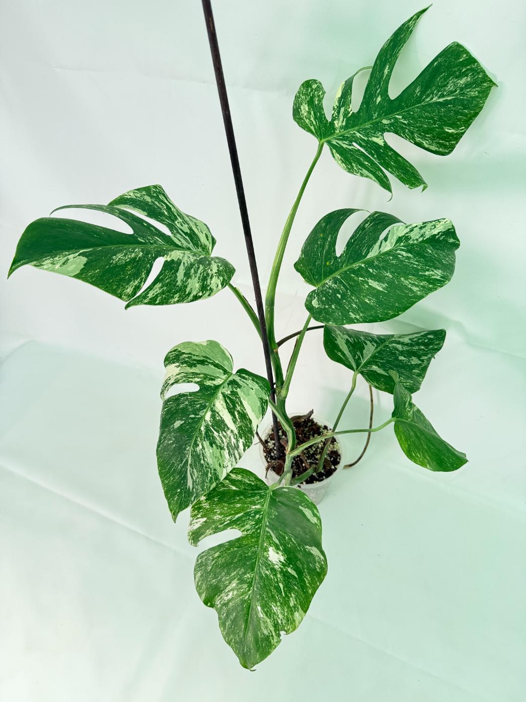Monstera Albo Variegata XL 08