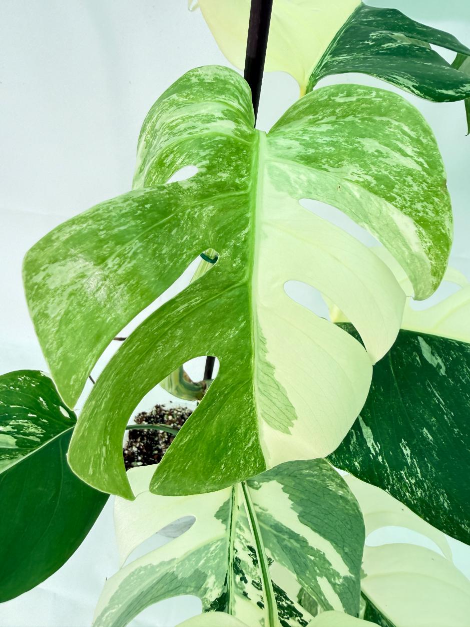 Monstera Albo Variegata XL 09