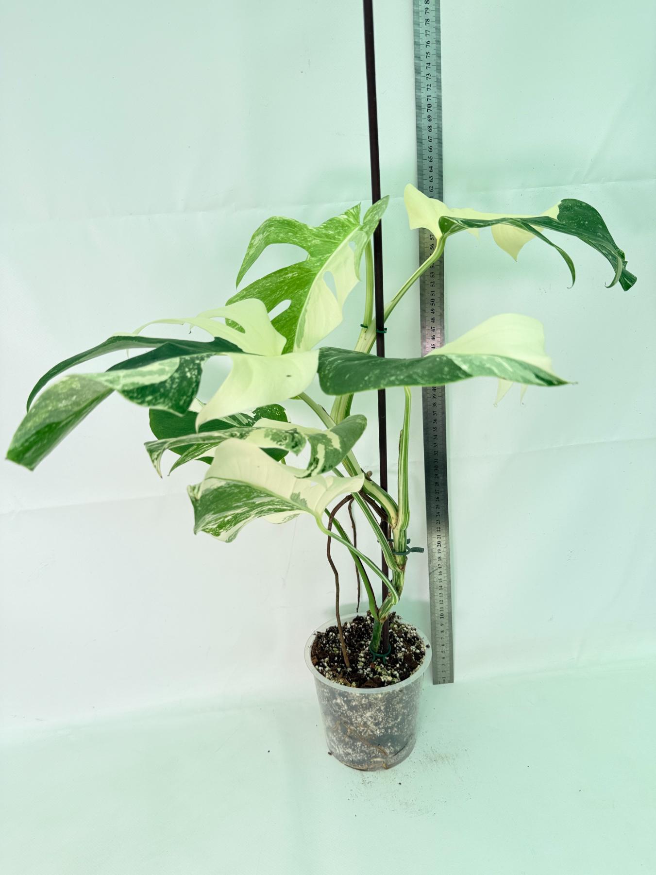 Monstera Albo Variegata XL 02