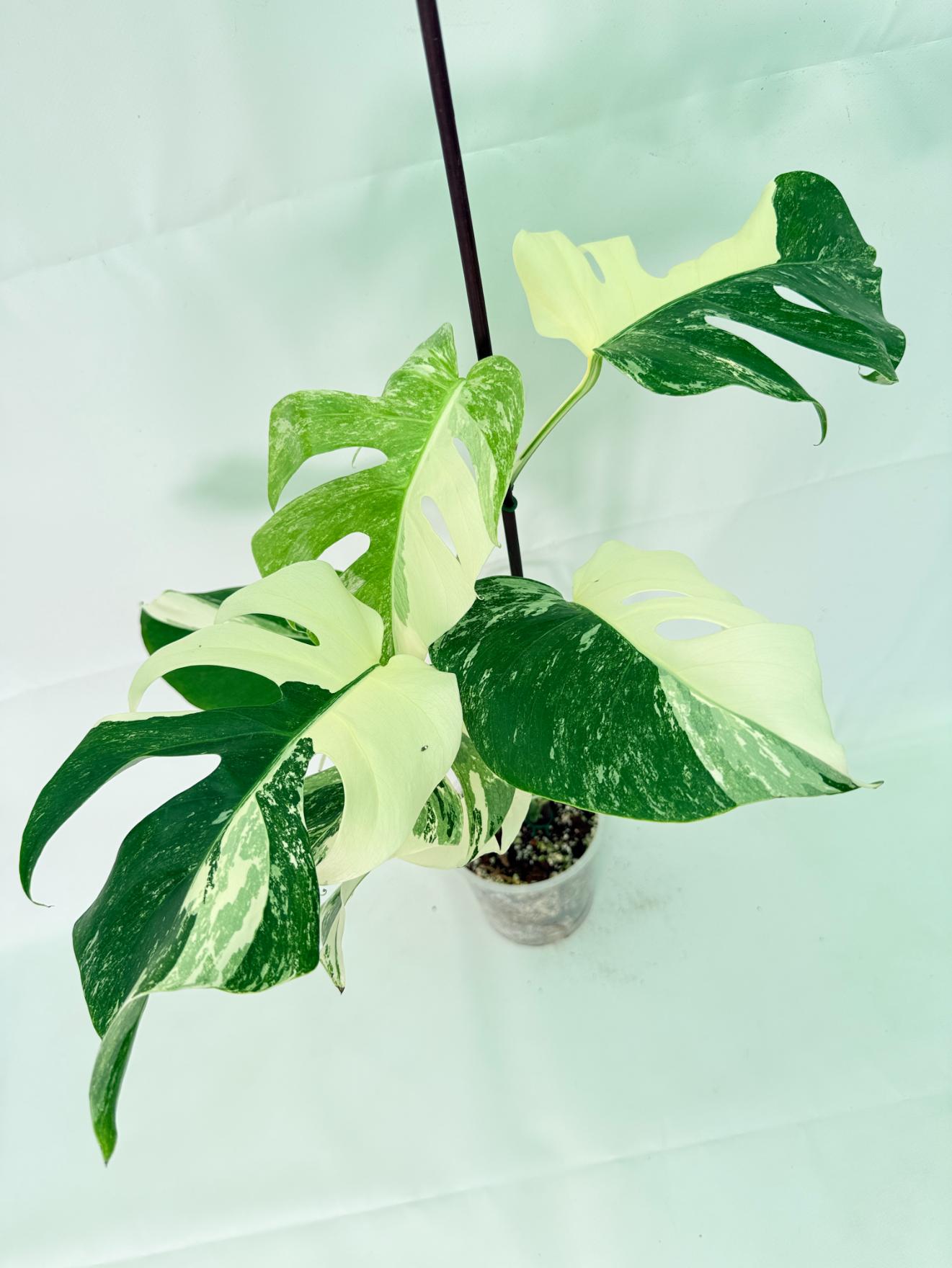 Monstera Albo Variegata XL 01