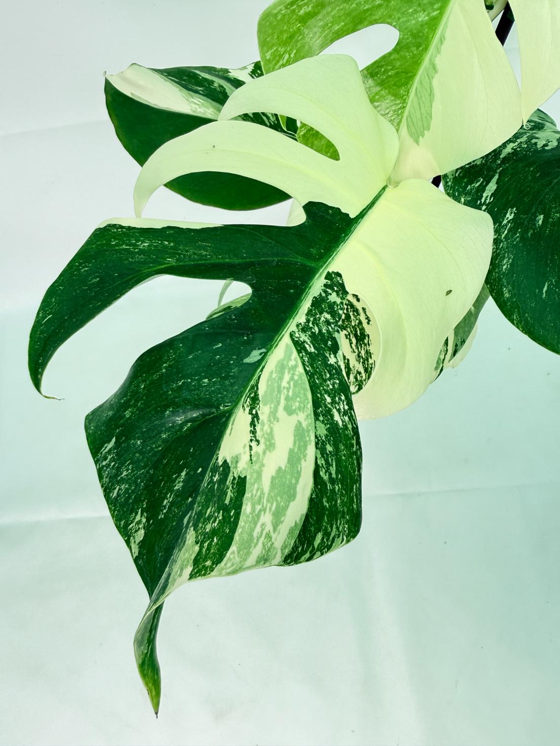 Monstera Albo Variegata XL 03