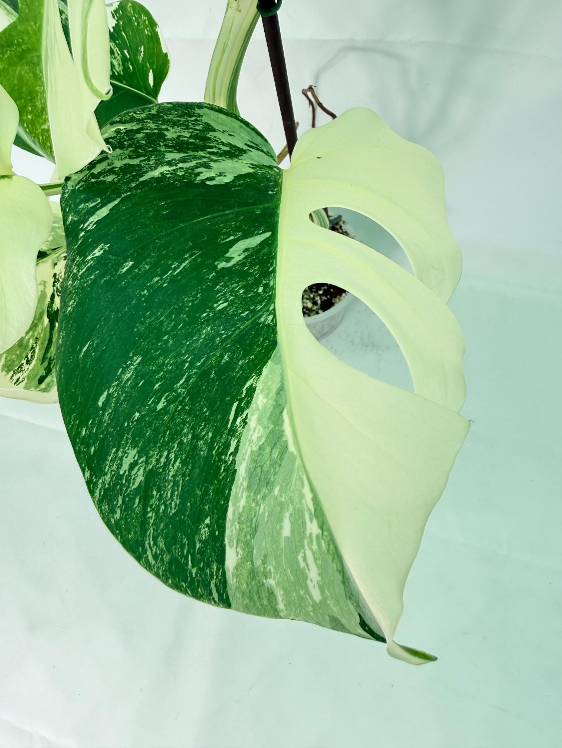 Monstera Albo Variegata XL 04