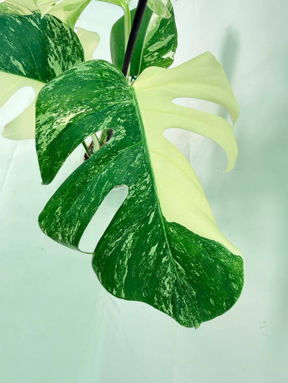 Monstera Albo Variegata XL 05