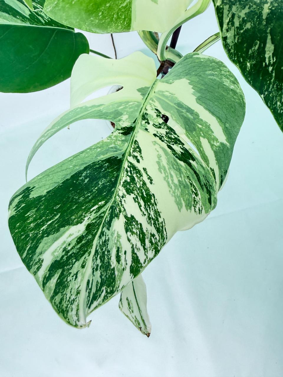 Monstera Albo Variegata XL 06