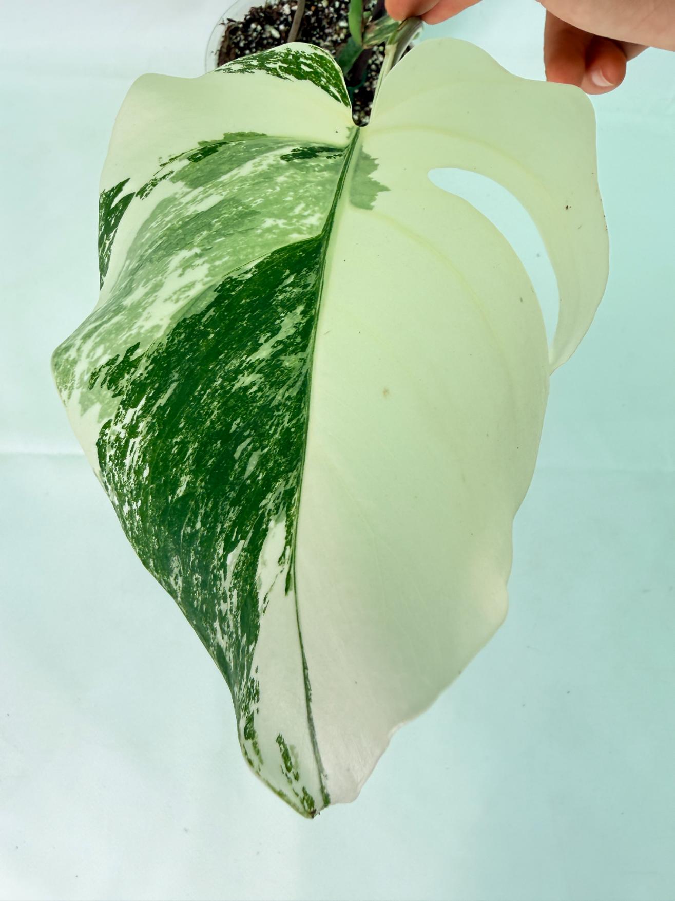 Monstera Albo Variegata XL 07