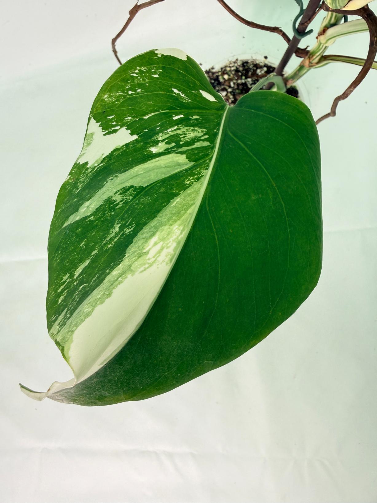 Monstera Albo Variegata XL 08