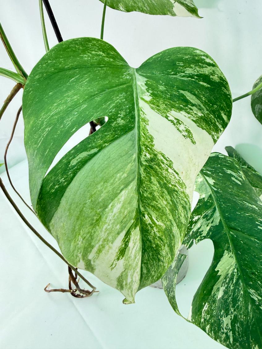 Monstera Albo Variegata XL 08
