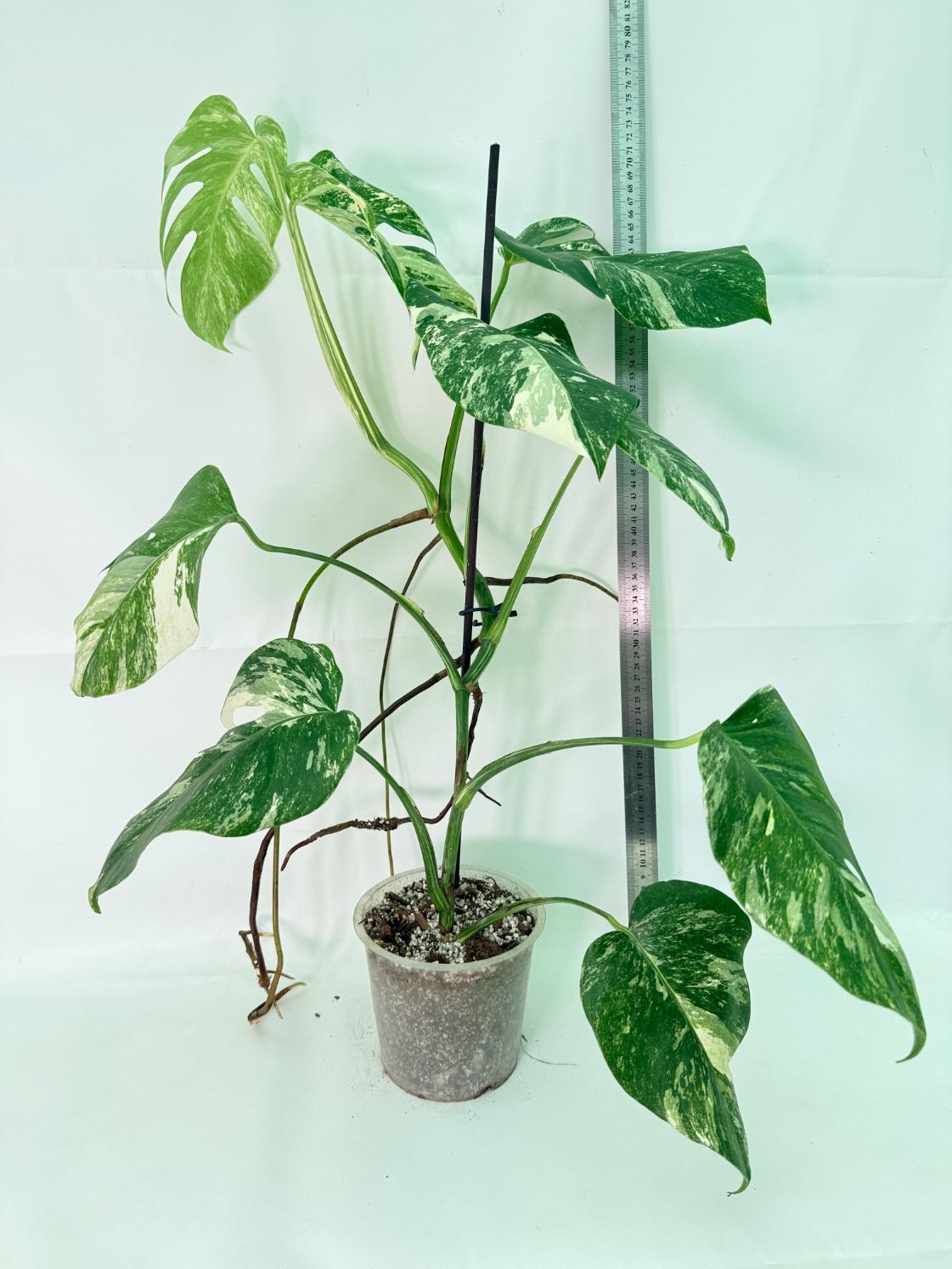 Monstera Albo Variegata XL 02