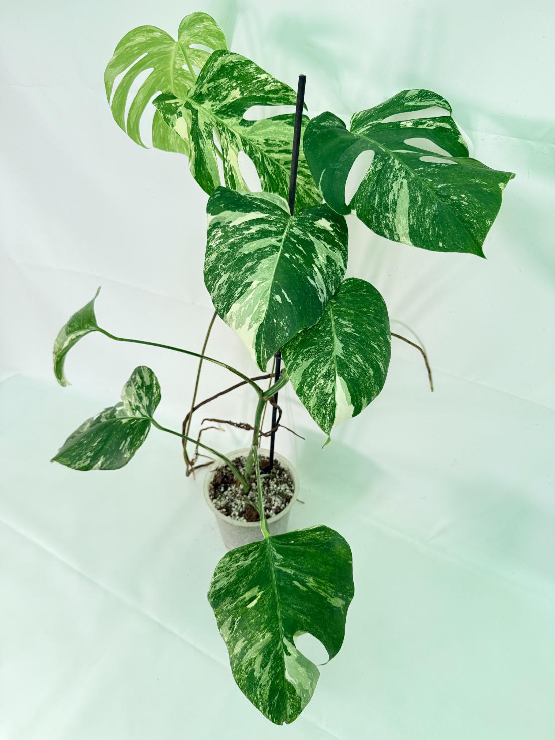 Monstera Albo Variegata XL 01
