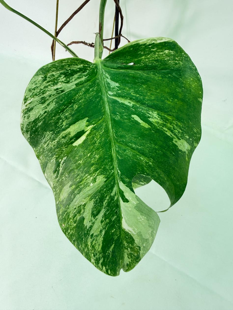Monstera Albo Variegata XL 03