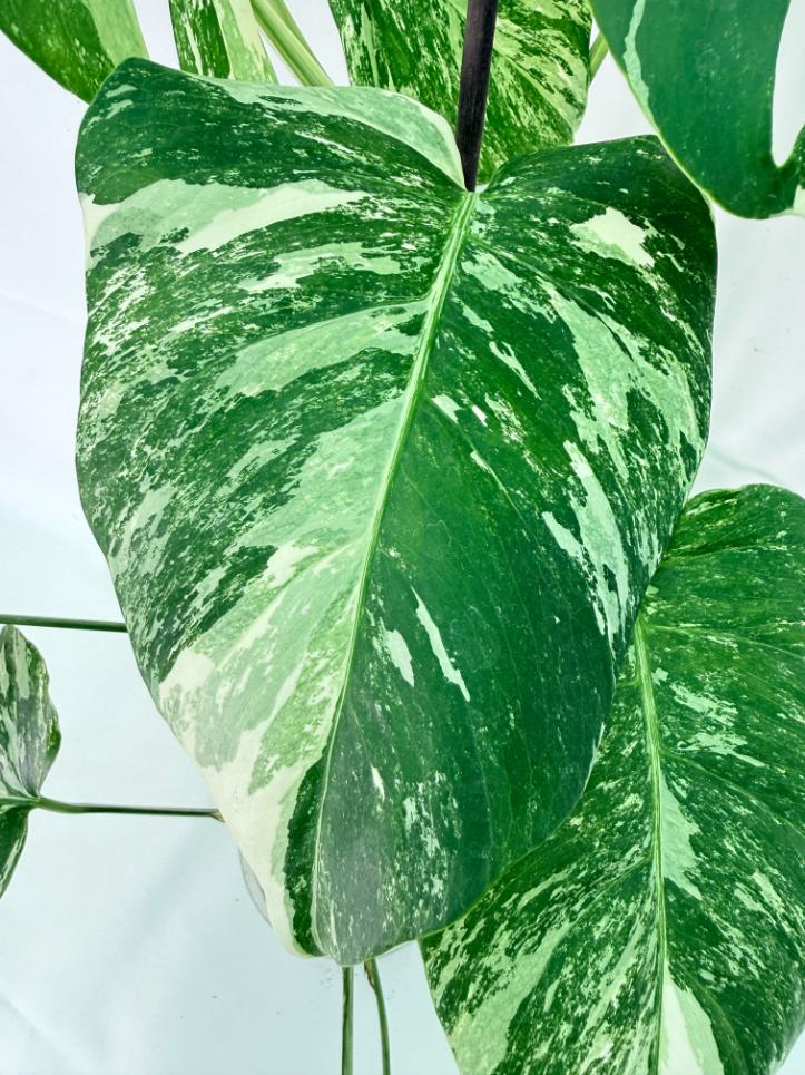 Monstera Albo Variegata XL 04