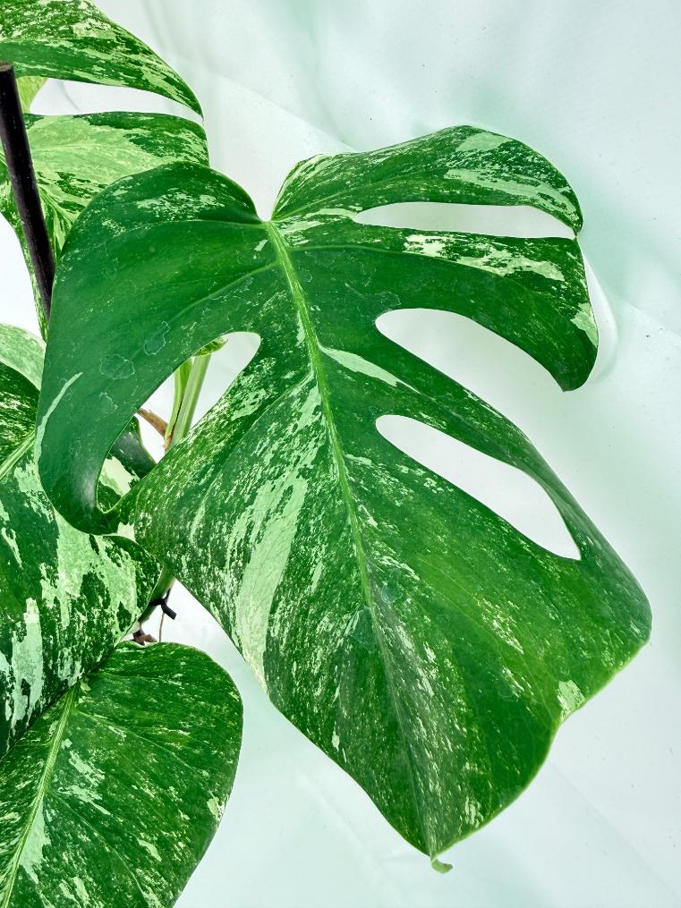 Monstera Albo Variegata XL 05