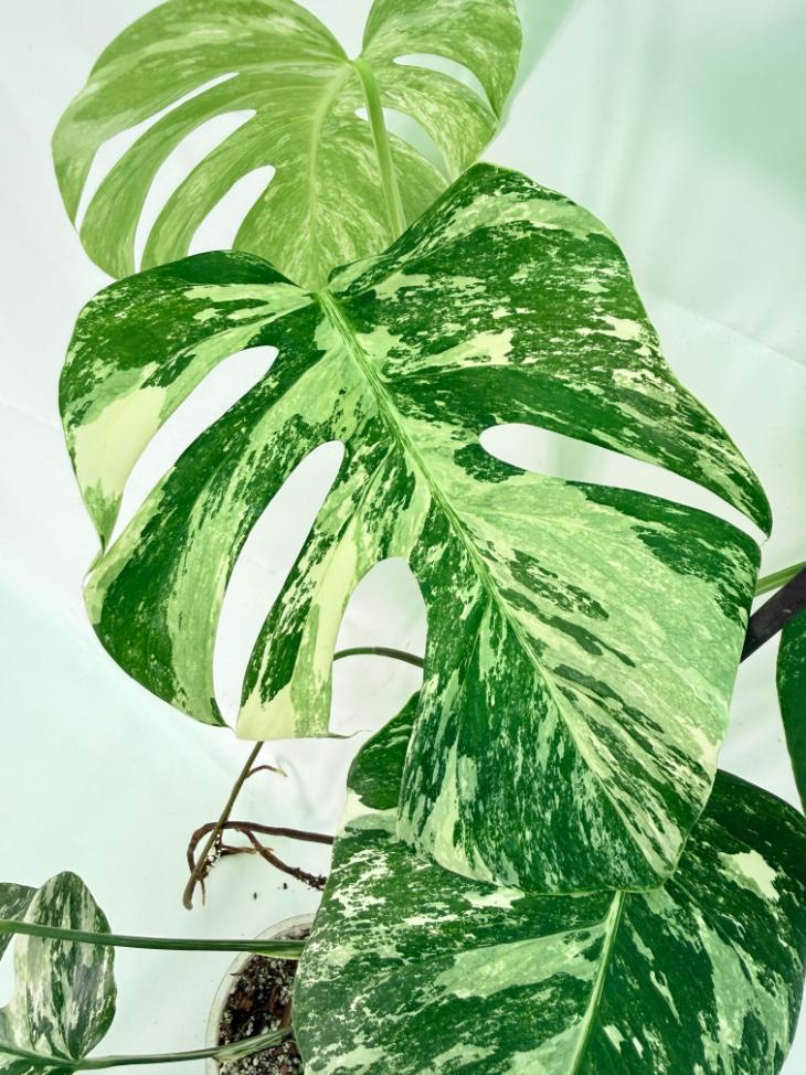 Monstera Albo Variegata XL 06