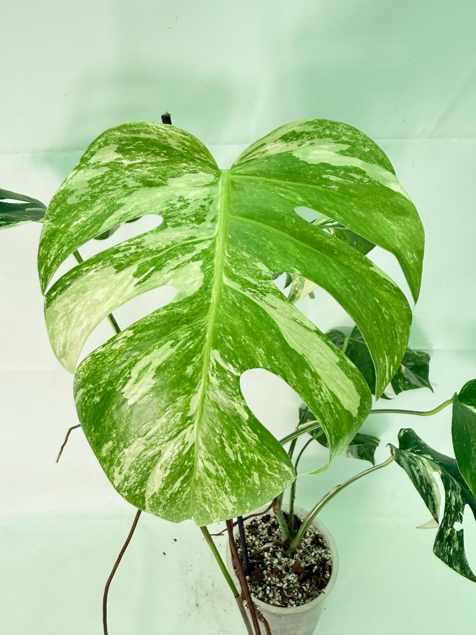 Monstera Albo Variegata XL 07