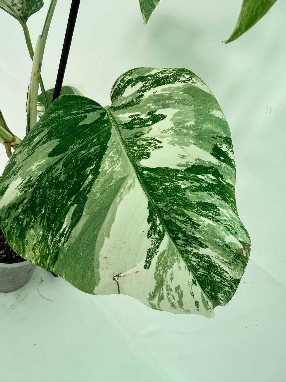Monstera Albo Variegata XL 08