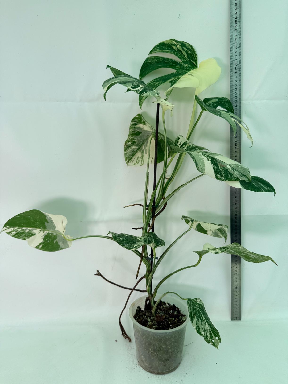 Monstera Albo Variegata XL 01
