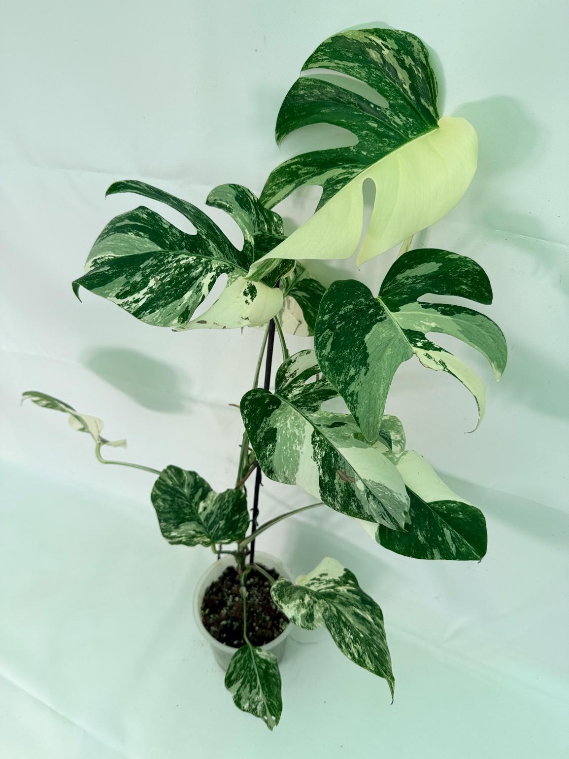 Monstera Albo Variegata XL 02