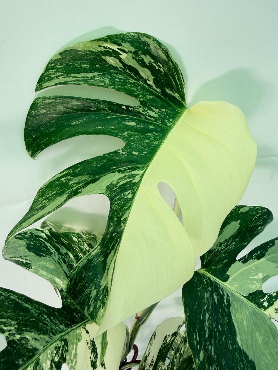 Monstera Albo Variegata XL 03