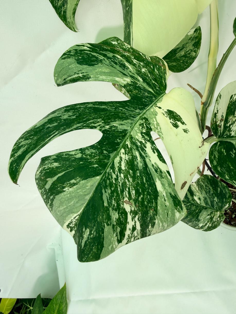 Monstera Albo Variegata XL 04