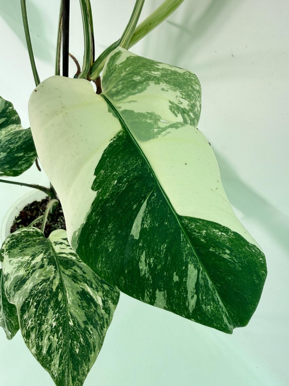 Monstera Albo Variegata XL 05