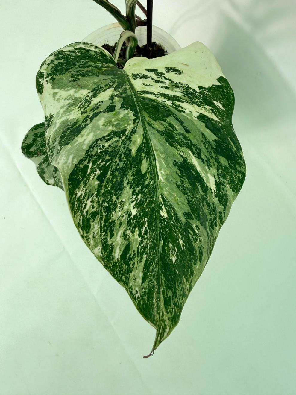 Monstera Albo Variegata XL 06