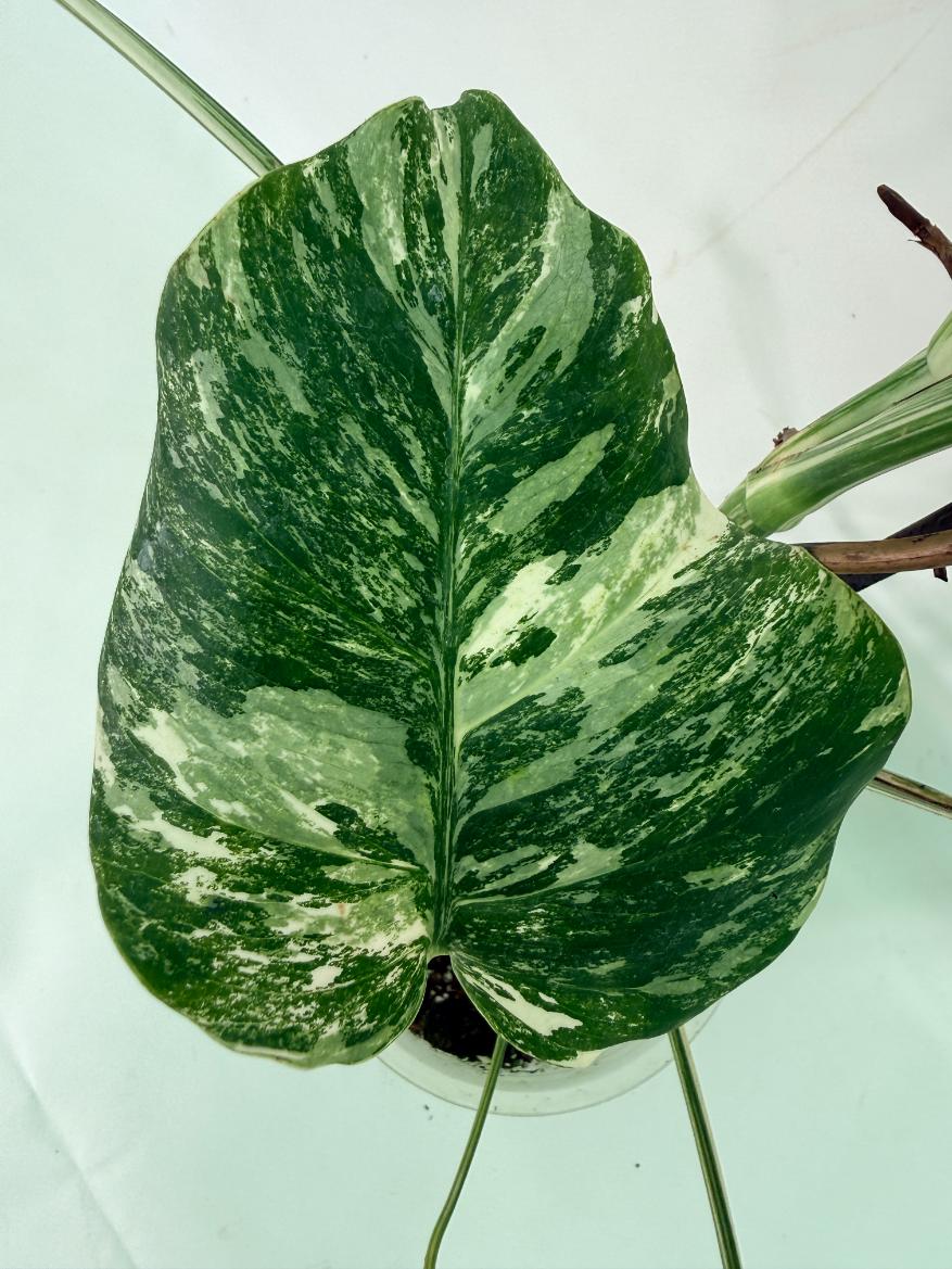 Monstera Albo Variegata XL 07