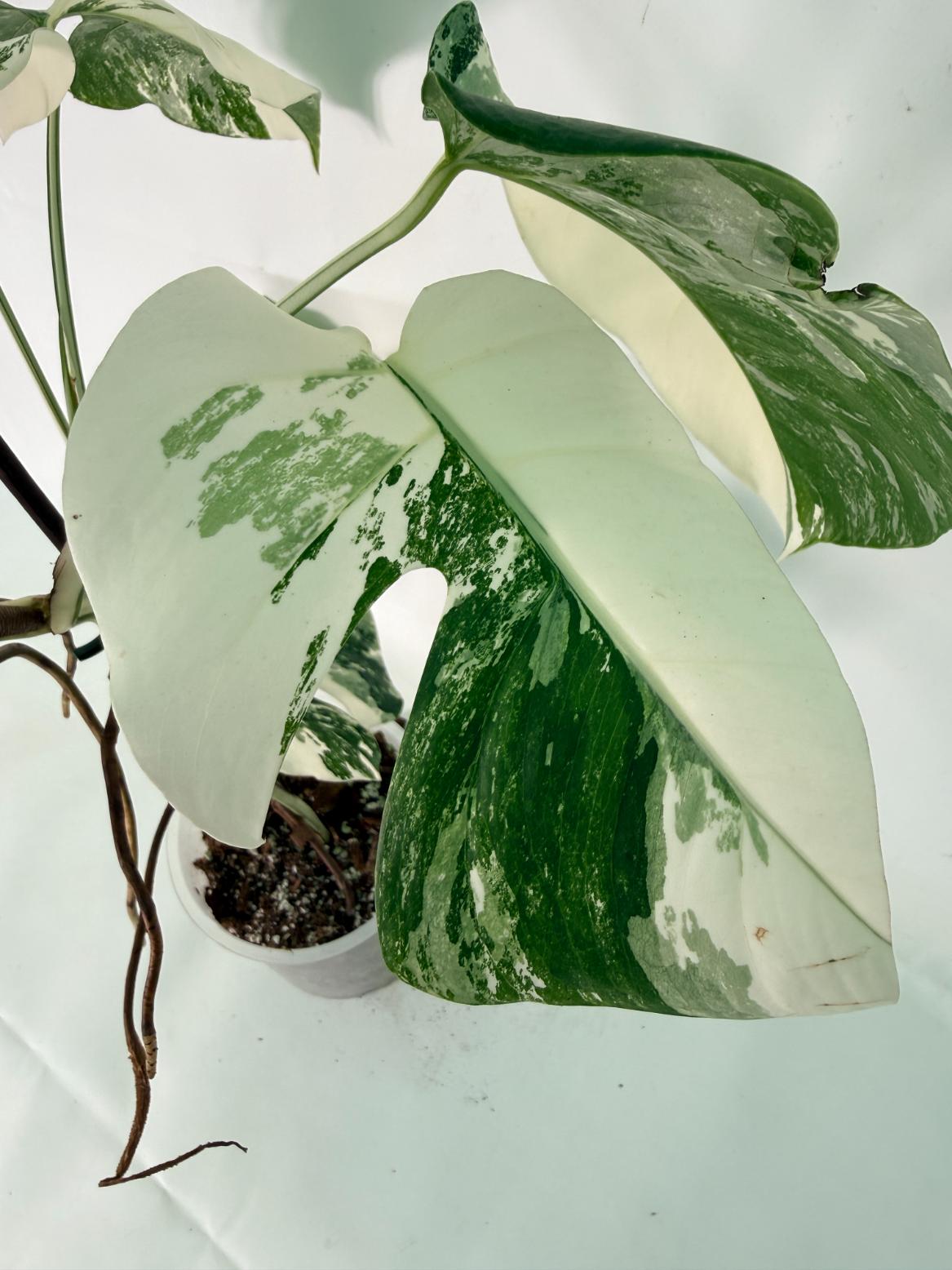 Monstera Albo Variegata XL 09