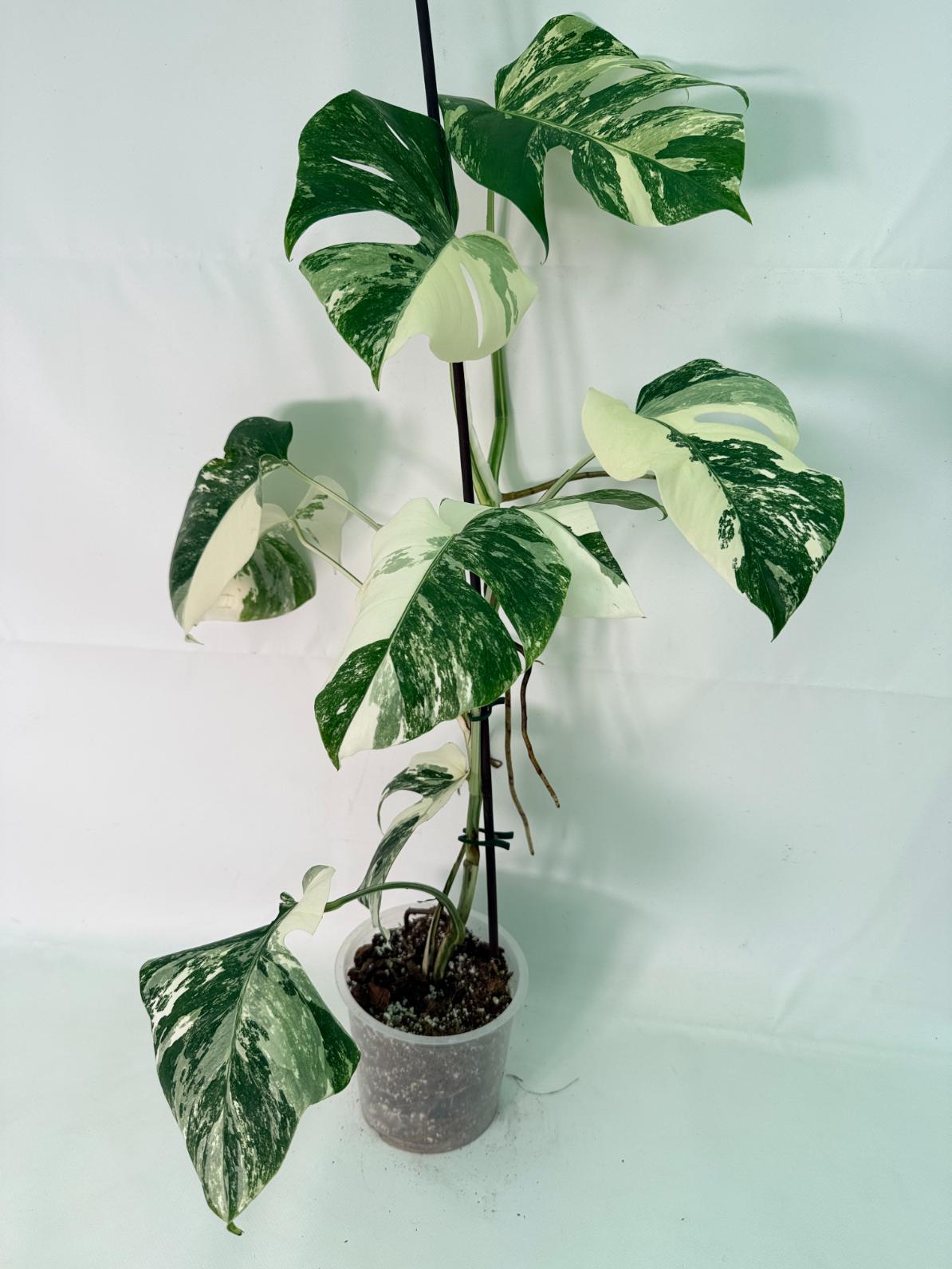 Monstera Albo Variegata XL 01