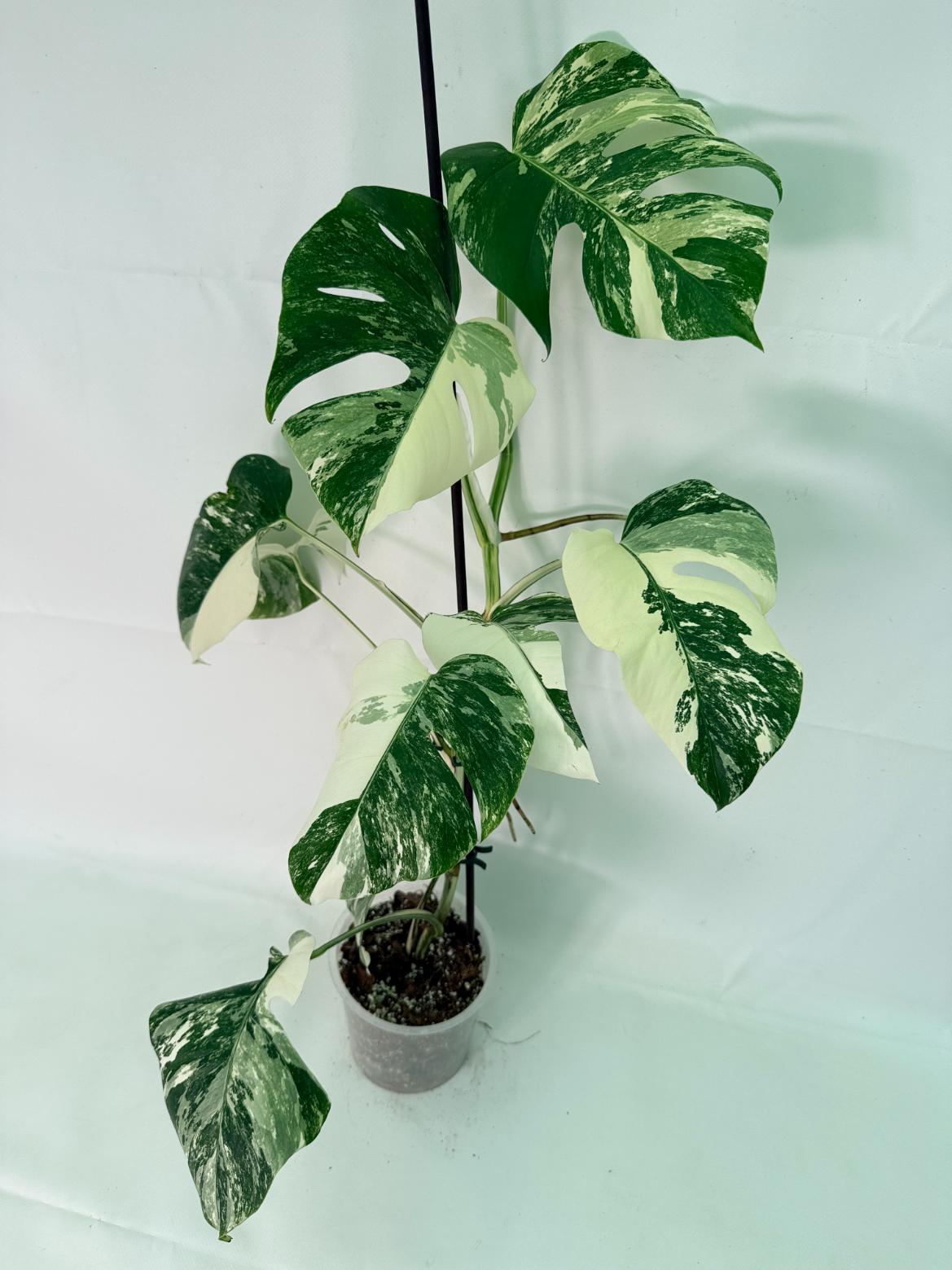 Monstera Albo Variegata XL 03