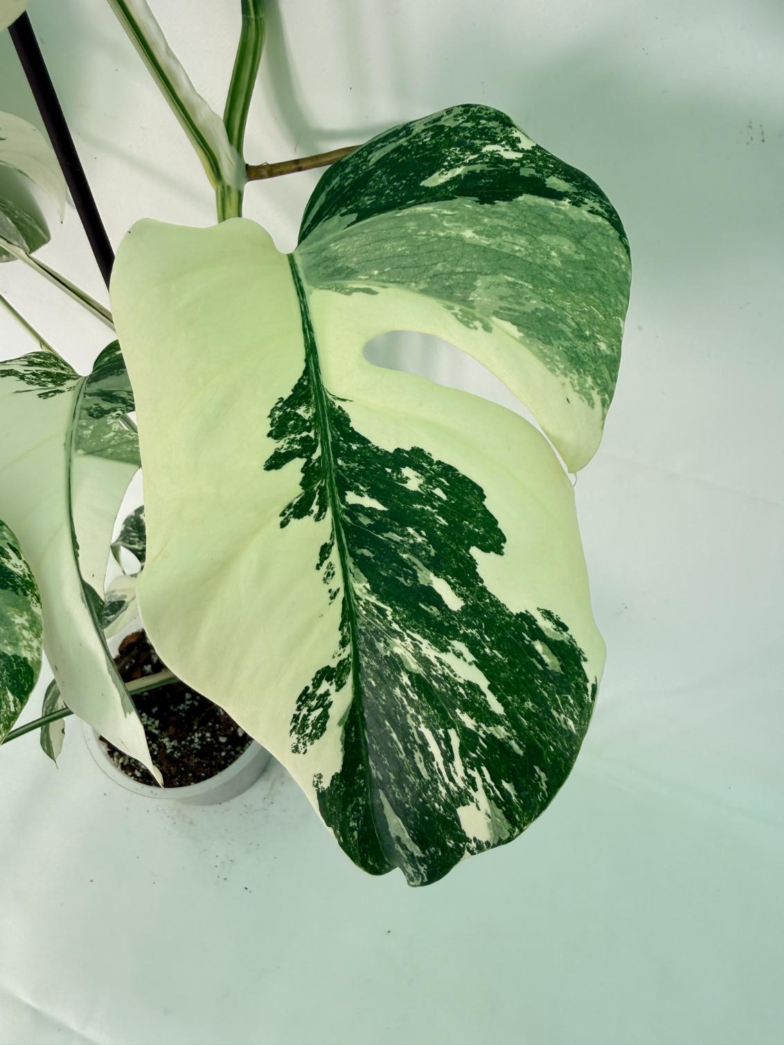 Monstera Albo Variegata XL 04