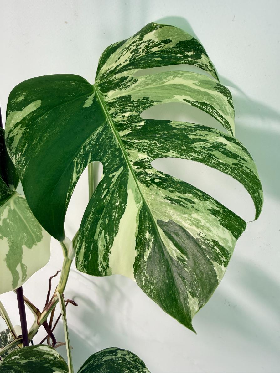 Monstera Albo Variegata XL 05