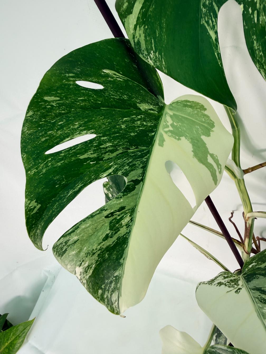 Monstera Albo Variegata XL 06