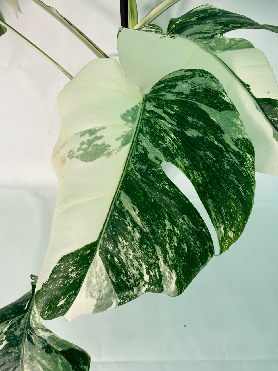Monstera Albo Variegata XL 07