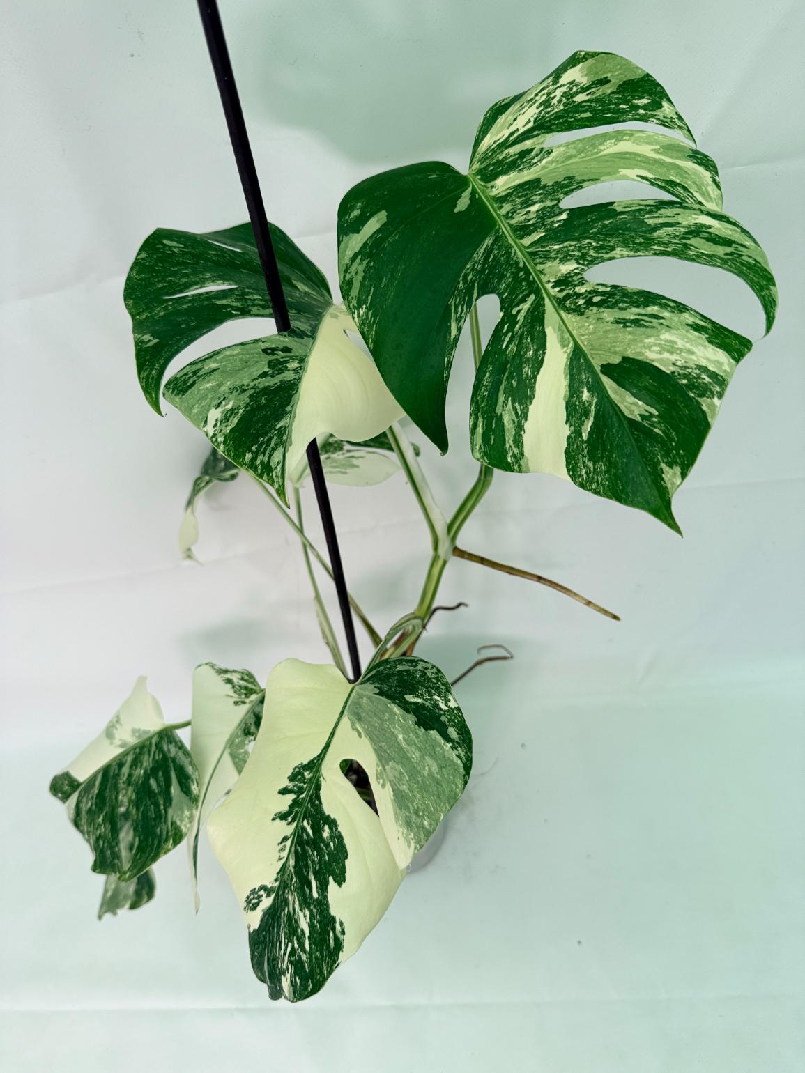 Monstera Albo Variegata XL 08