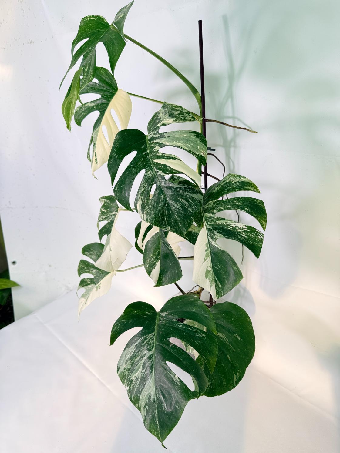 Monstera Albo Variegata XL 09
