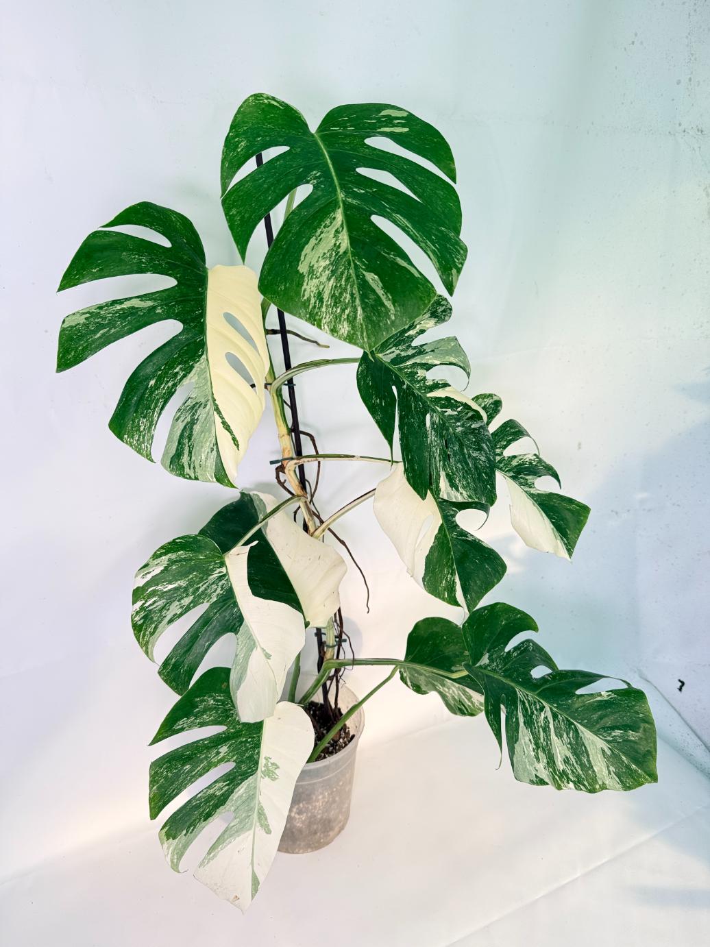 Monstera Albo Variegata XL 01