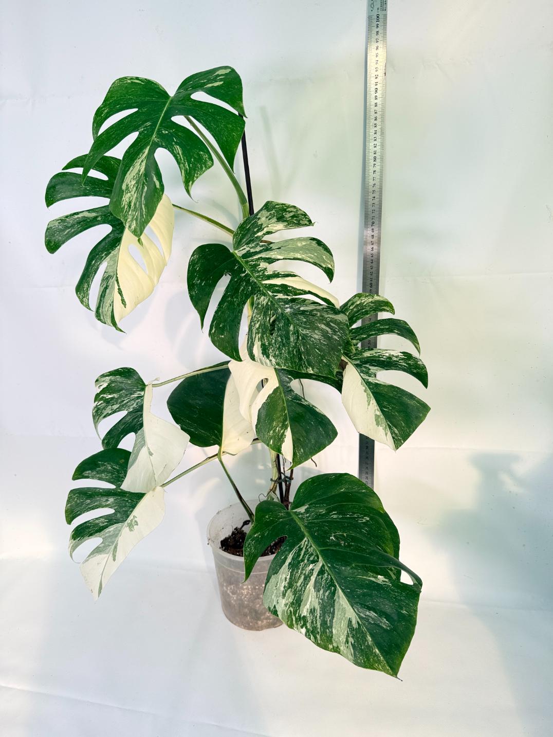Monstera Albo Variegata XL 02